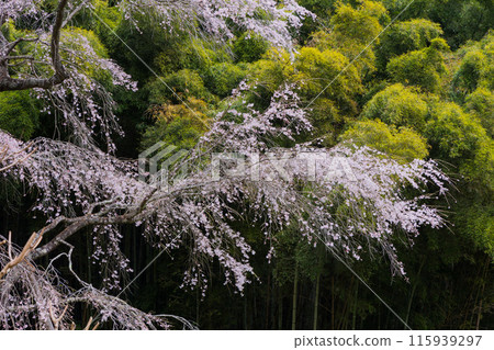 Spring in Koriyama, Fukushima Prefecture: Cherry blossoms bloom at Sesson-an 115939297