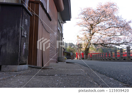 240420 中橋櫻 z017 115939420