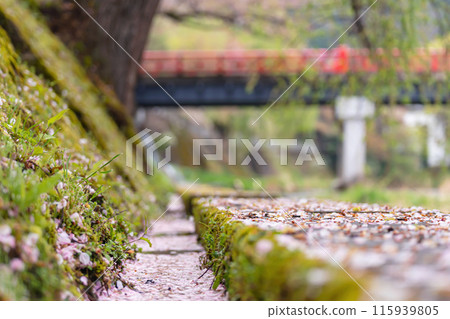 240422 中橋櫻 g084 240422 中橋櫻 g084 115939805