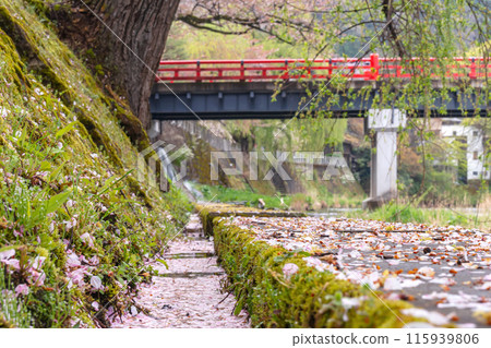 240422 Nakahashi Sakura g078 115939806