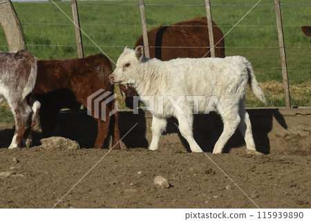 White Shorthorn calf , in Argentine countryside, La Pampa province, Patagonia, Argentina. 115939890