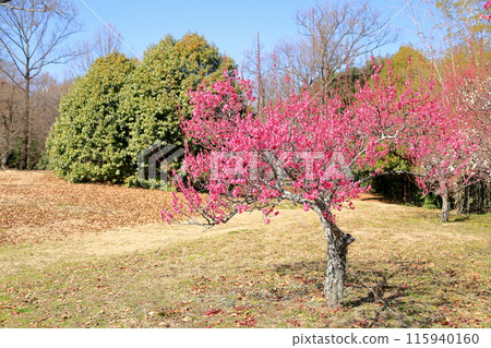 明亮的粉紅色梅花 明亮的粉紅色梅花 115940160