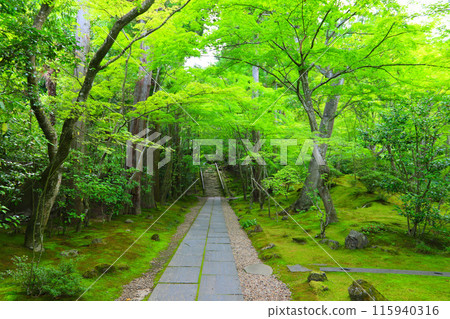 圓通院周圍綠樹環繞 115940316