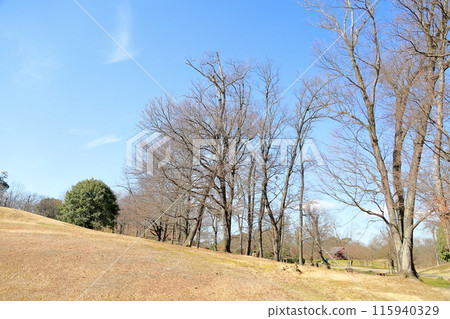 冬季公園大樹叢 冬季公園大樹叢 115940329