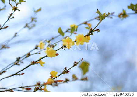 Oubai的花朵 115940330