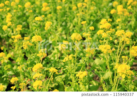 Rape blossoms in full bloom 115940337