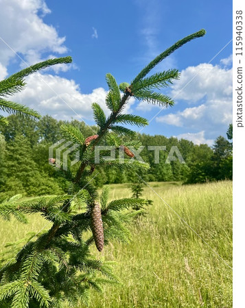 Branch of a coniferous tree on the background of a wooden house. Upper Silesian Ethnographic park. Branch of a coniferous tree on the background of a wooden house. Upper Silesian Ethnographic park. 115940338