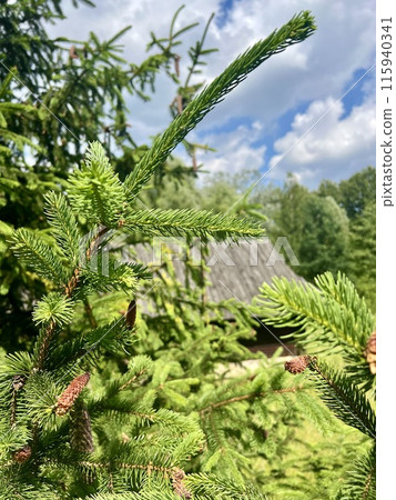 Branch of a coniferous tree on the background of a wooden house. Upper Silesian Ethnographic park. 115940341