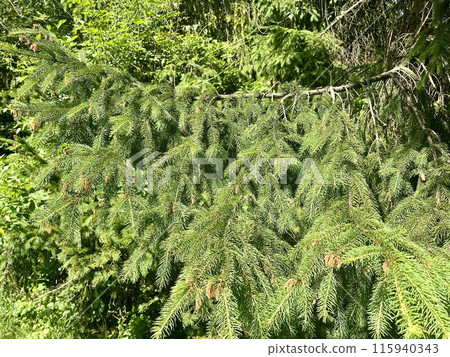 Branch of a coniferous tree on the background of a wooden house. Upper Silesian Ethnographic park. 115940343