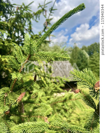Branch of a coniferous tree on the background of a wooden house. Upper Silesian Ethnographic park. Branch of a coniferous tree on the background of a wooden house. Upper Silesian Ethnographic park. 115940344