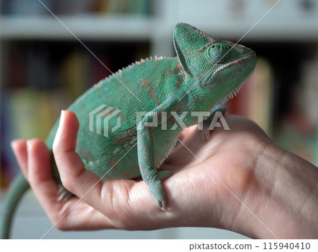 Chameleon is held in the keeper hands. Keeping, and breeding chameleons concept Chameleon is held in the keeper hands. Keeping, and breeding chameleons concept 115940410