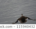 Flight of cargamo 115940432