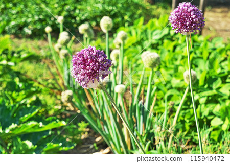 Purple-red garlic flowers 115940472