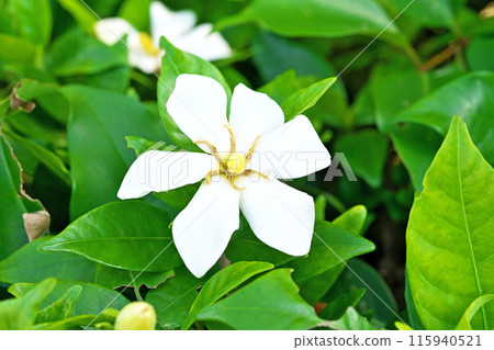 White gardenia flowers (summer, June) 115940521