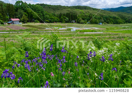 Iris on the rice terraces Iris on the rice terraces 115940828