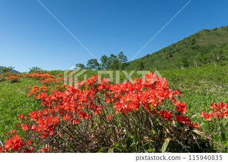 Rengetsutsuji flowers bloom along the Nozori Lakeside Promenade in early summer 115940835