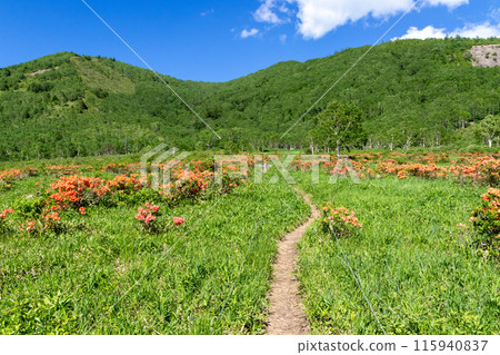 Rengetsutsuji flowers bloom along the Nozori Lakeside Promenade in early summer 115940837