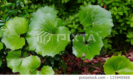 舊古賀庭園的新鮮蔬菜 舊古賀庭園的新鮮蔬菜 115940988