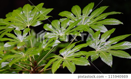 Fresh greenery at Kyu-Furukawa Gardens Fresh greenery at Kyu-Furukawa Gardens 115940989