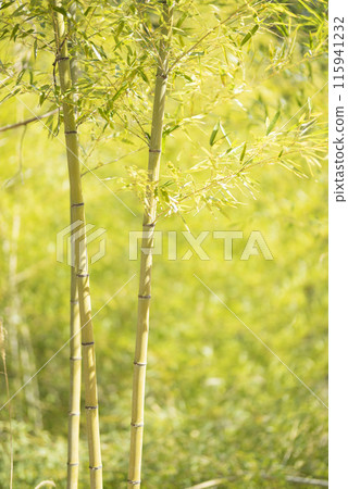 Bamboo growing in a bamboo forest 115941232