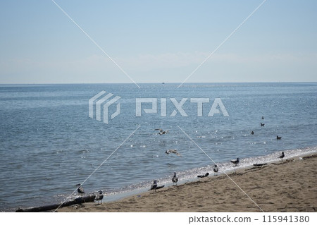 Waterfowl floating on the sea and the Sea of Japan 3 115941380