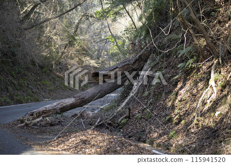 Fallen tree blocking the road 115941520