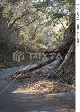 Fallen tree blocking the road Fallen tree blocking the road 115941521