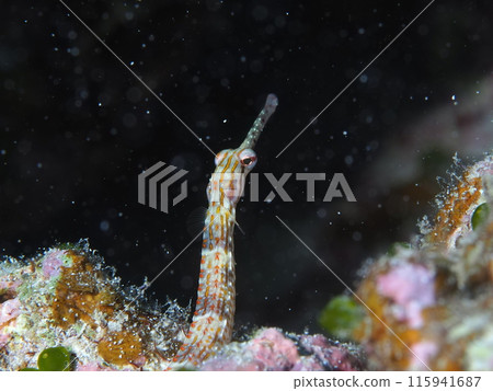 尖嘴魚 115941687