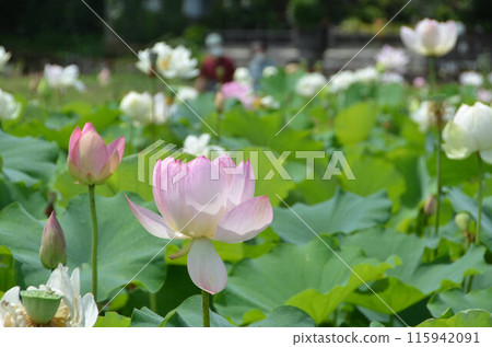 Lotus flowers at their best Lotus flowers at their best 115942091