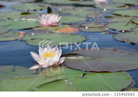 Water lily floating in the pond 115942093