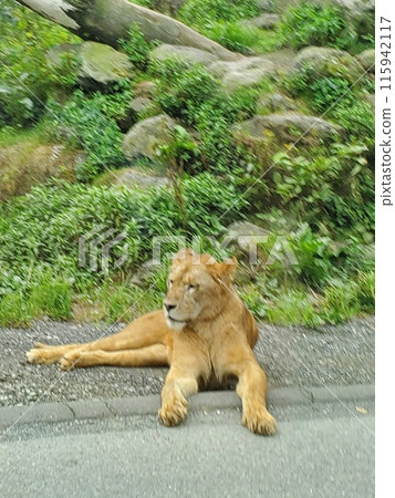Fuji Safari Park Lion Fuji Safari Park Lion 115942117