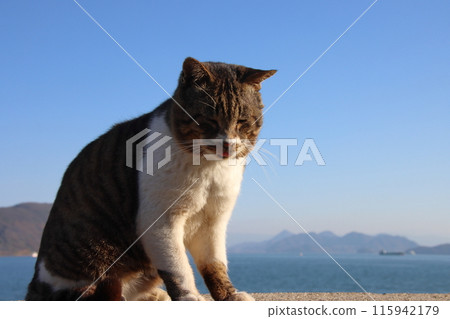 瀨戶內海島嶼上的貓,堤壩上悠閒的貓【香川縣狹柳島】 瀨戶內海島嶼上的貓,堤壩上悠閒的貓【香川縣狹柳島】 115942179
