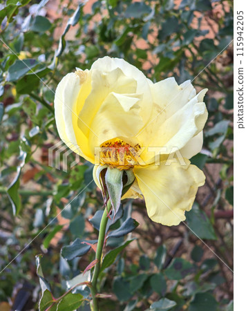 Fading yellow rose in natural growth environment 115942205