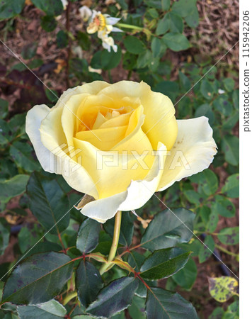 Fading yellow rose in natural growth environment 115942206