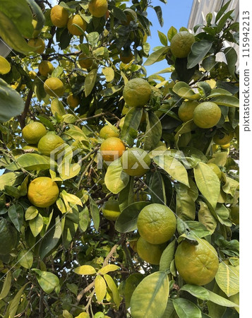 Fruits of mandarin fruit on mandarin tree Fruits of mandarin fruit on mandarin tree 115942213