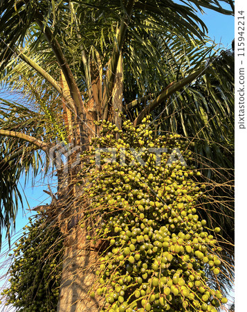 Green fruits on the palm 115942214