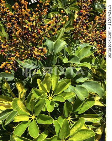 Green shufflera arborescens or Schefflera actinophylla 115942215
