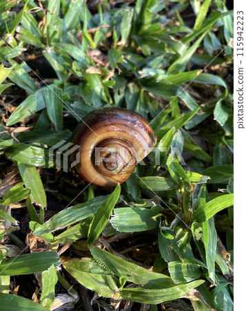 Snail shell on the ground 115942223