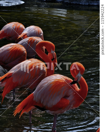 Tropical flamingo walking on water Tropical flamingo walking on water 115942224