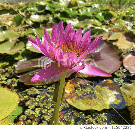 Water lily flower in pond and leaves 115942225