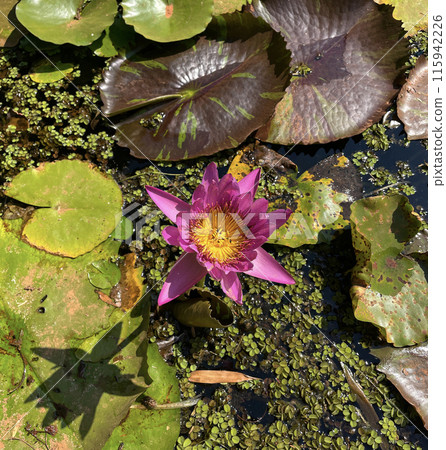 Water lily flower in pond and leaves 115942226