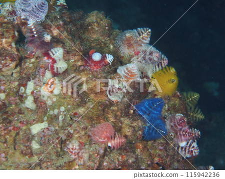 大旋鰓蟲 115942236