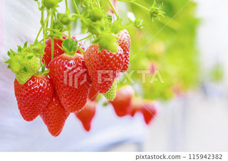 草莓園中散發著氣味的草莓園中的草莓會讓您流連忘返 115942382