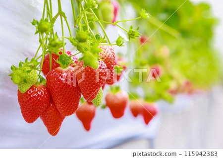 草莓園中散發著氣味的草莓園中的草莓會讓您流連忘返 115942383