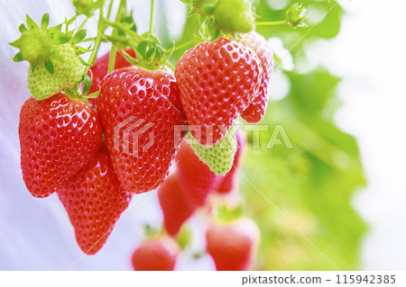Strawberries in a strawberry garden where the scent that spreads in the house tickles your nose 115942385