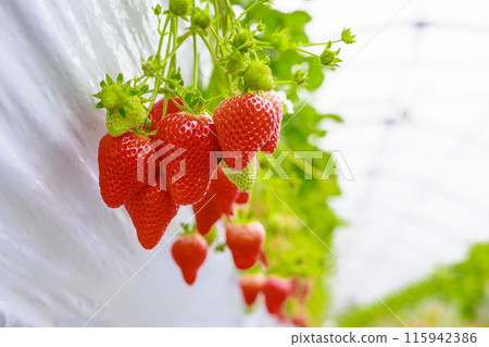 草莓園中散發著氣味的草莓園中的草莓會讓您流連忘返 草莓園中散發著氣味的草莓園中的草莓會讓您流連忘返 115942386
