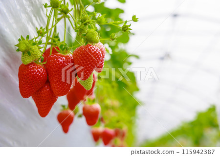 草莓園中散發著氣味的草莓園中的草莓會讓您流連忘返 115942387