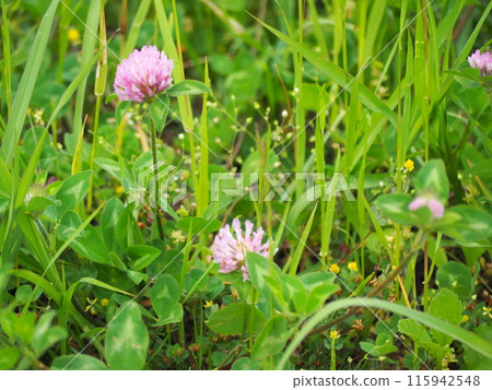 Murasakitetsukusa 115942548