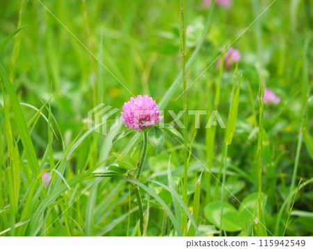 Murasakitetsukusa 115942549