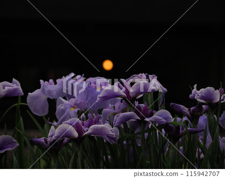 Iris Iris 115942707